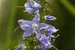 American bellflower